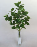 5 Jasmine Leaves